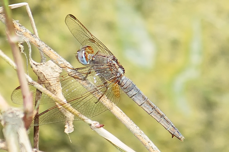 ID please - Crocothemis erythraea